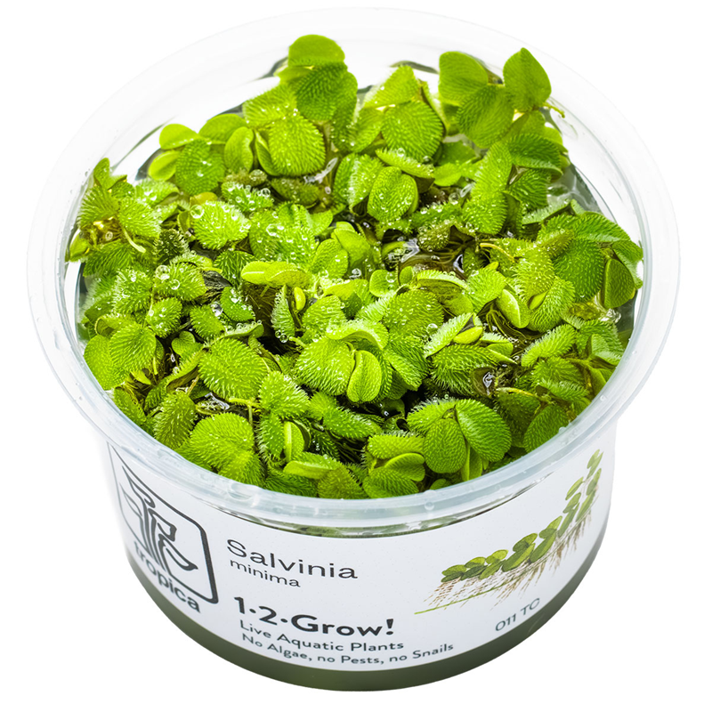 Tropica Salvinia minima Floating plant 1-2-Grow Tissue Culture for planted aquarium