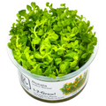 Tropica Rotala indica 'Bonsai' 1-2-Grow Tissue Culture for planted aquarium