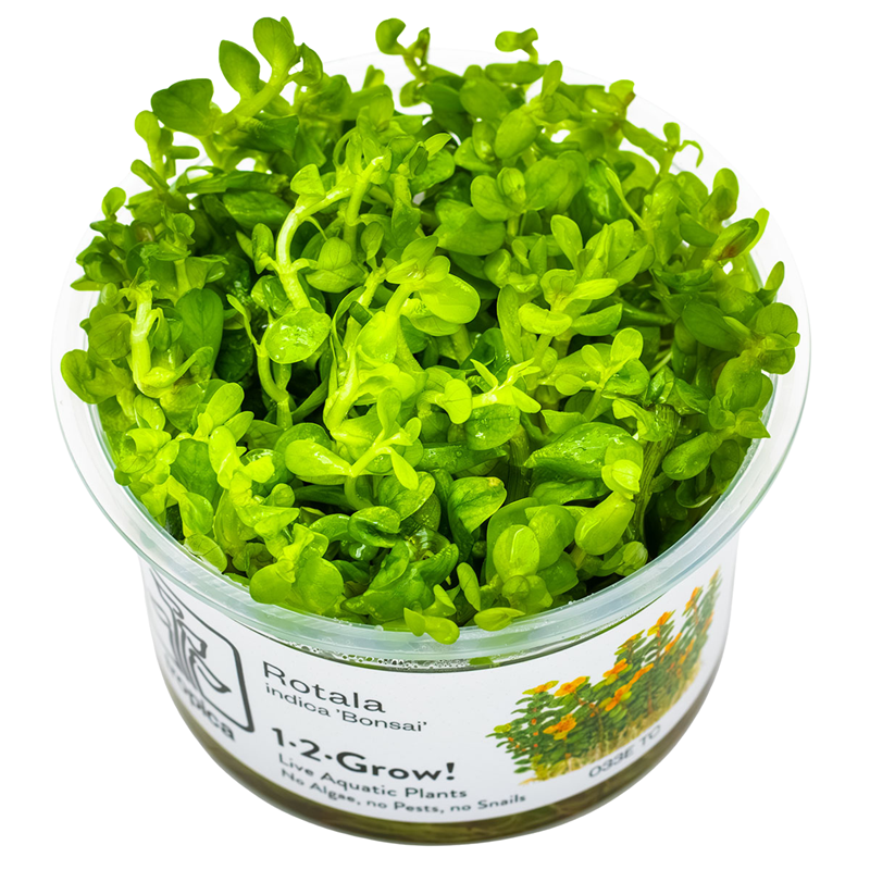 Tropica Rotala indica 'Bonsai' 1-2-Grow Tissue Culture for planted aquarium