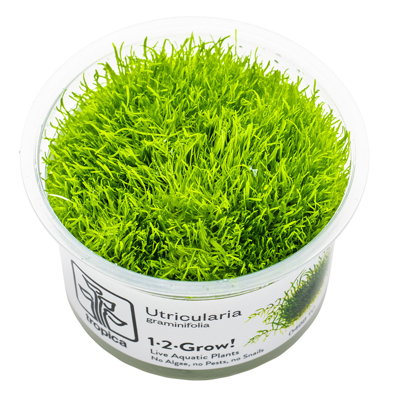 Tropica Utricularia graminifolia 1-2-Grow Tissue Culture for planted aquarium