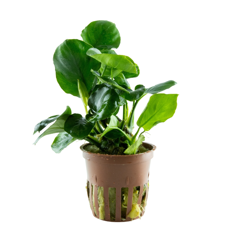 Tropica Anubias barteri ’Coin Leaf’ Potted Aquarium Plant for planted aquarium