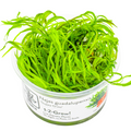 Tropica Najas guadalupensis 'Guppy Grass' 1-2-Grow Tissue Culture for planted aquarium