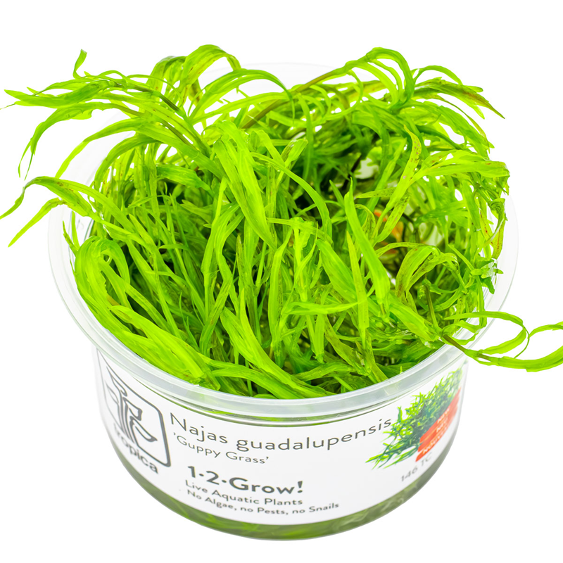 Tropica Najas guadalupensis 'Guppy Grass' 1-2-Grow Tissue Culture for planted aquarium