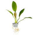 Tropica Echinodorus x barthii Aquarium Plant Clip for planted aquarium