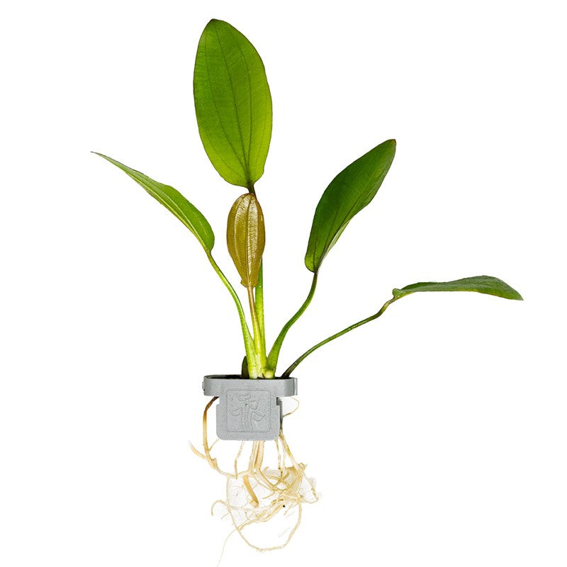Tropica Echinodorus x barthii Aquarium Plant Clip for planted aquarium