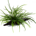 Tropica Microsorum pteropus 'Trident' Aquarium Plant on Wood for planted aquarium