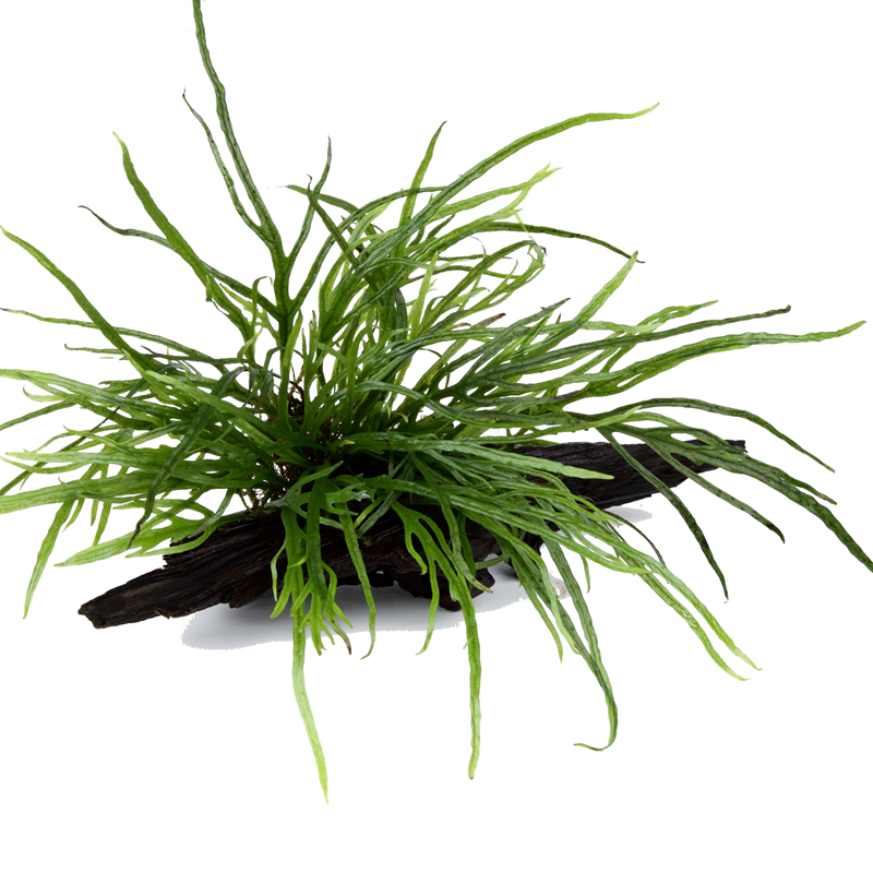 Tropica Microsorum pteropus 'Trident' Aquarium Plant on Wood for planted aquarium