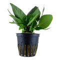 Tropica Hygrophila corymbosa 'Compact' Potted Aquarium Plant for planted aquarium