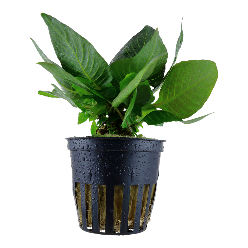 Tropica Hygrophila corymbosa 'Compact' Potted Aquarium Plant for planted aquarium