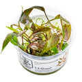 Tropica Cryptocoryne nurii 1-2-Grow Tissue Culture for planted aquarium