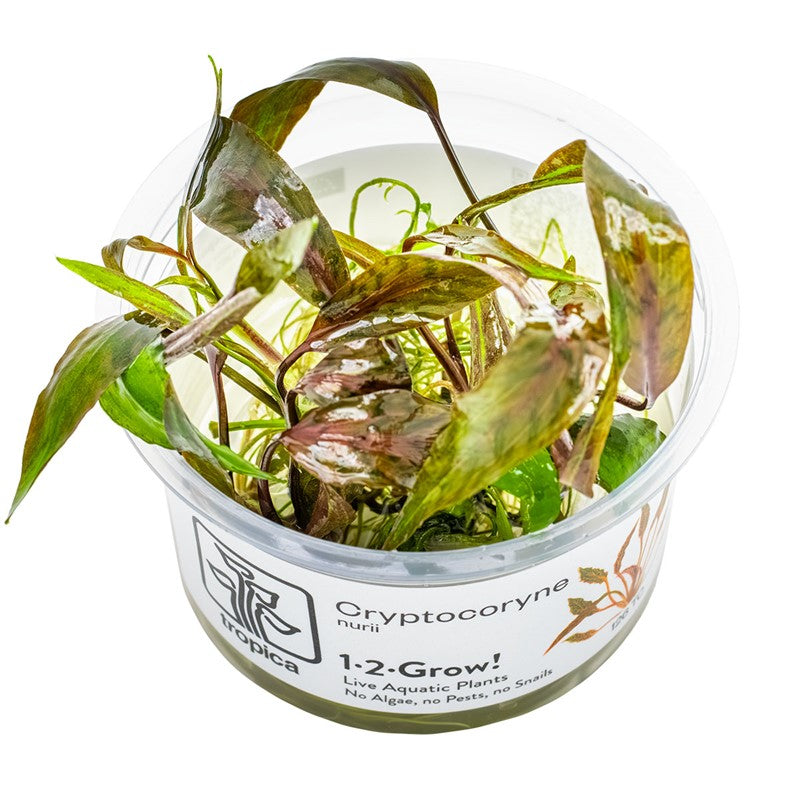 Tropica Cryptocoryne nurii 1-2-Grow Tissue Culture for planted aquarium