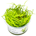 Tropica Juncus repens 1-2-Grow Tissue Culture for planted aquarium