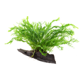 Tropica Microsorum pteropus 'Windeløv' Aquarium Plant on Wood for planted aquarium