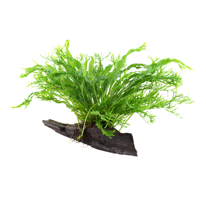Tropica Microsorum pteropus 'Windeløv' Aquarium Plant on Wood for planted aquarium