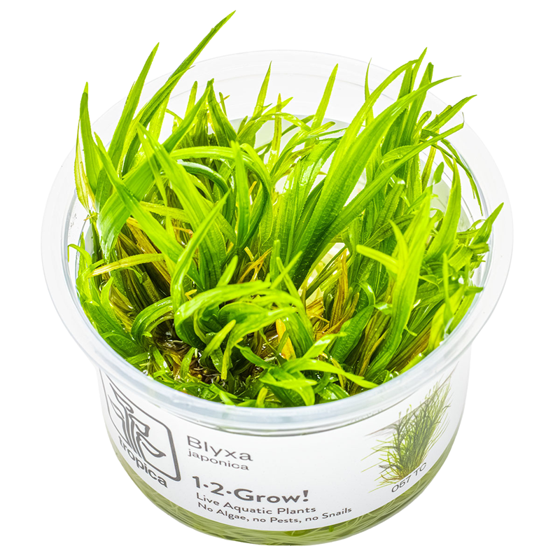 Tropica Blyxa japonica 1-2-Grow Tissue Culture for planted aquarium