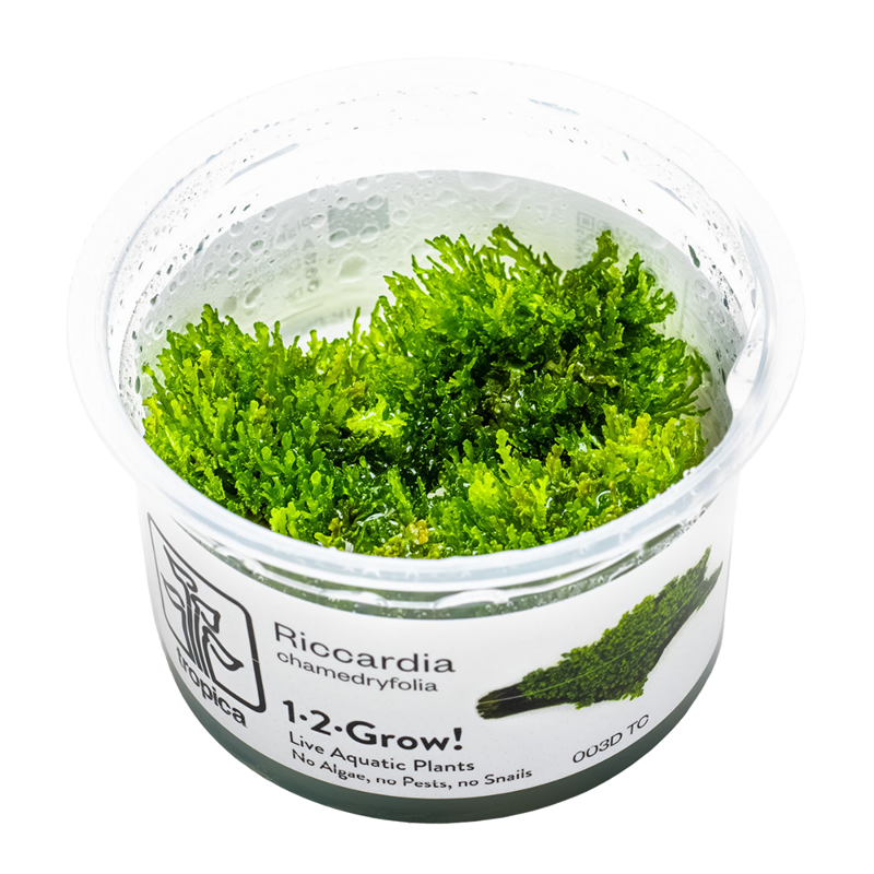 Tropica Riccardia chamedryfolia 1-2-Grow Tissue Culture for planted aquarium