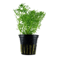Tropica Limnophila aquatica Potted Aquarium Plant for planted aquarium