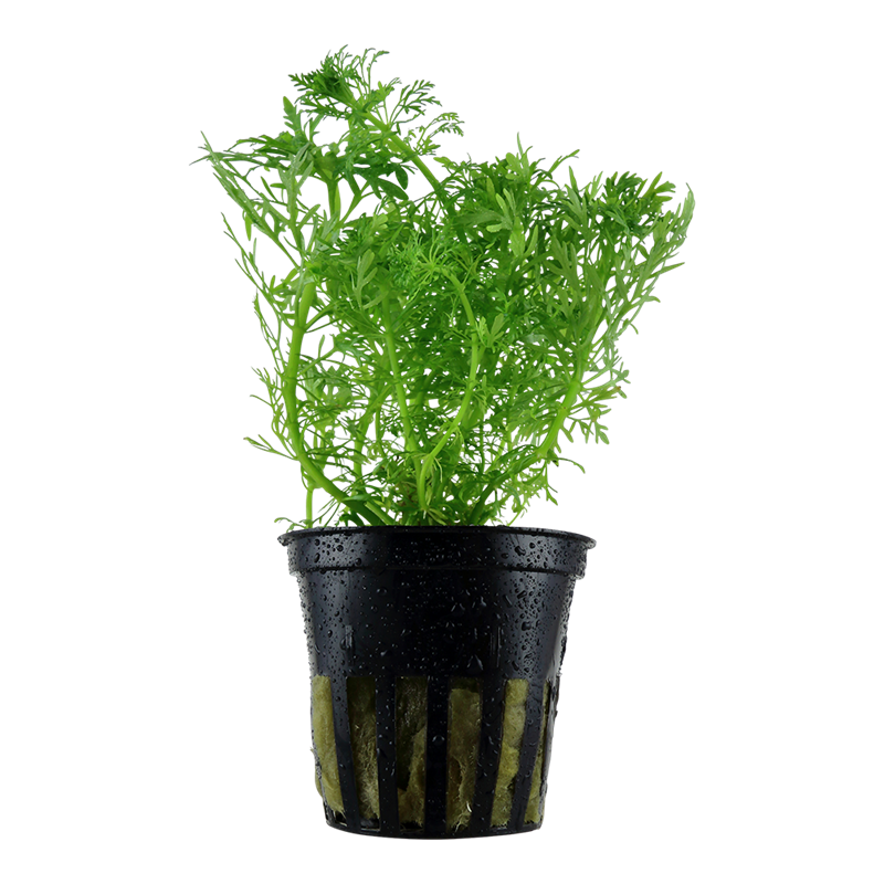 Tropica Limnophila aquatica Potted Aquarium Plant for planted aquarium