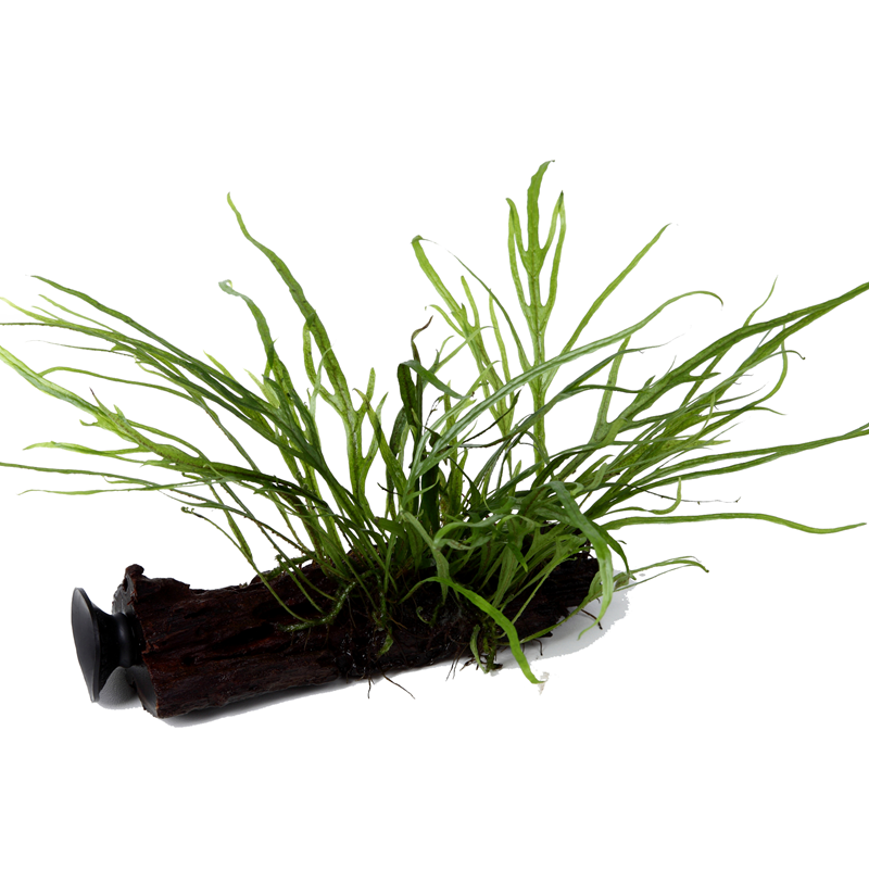 Tropica Microsorum pteropus 'Trident' Aquarium Plant on Wood for planted aquarium