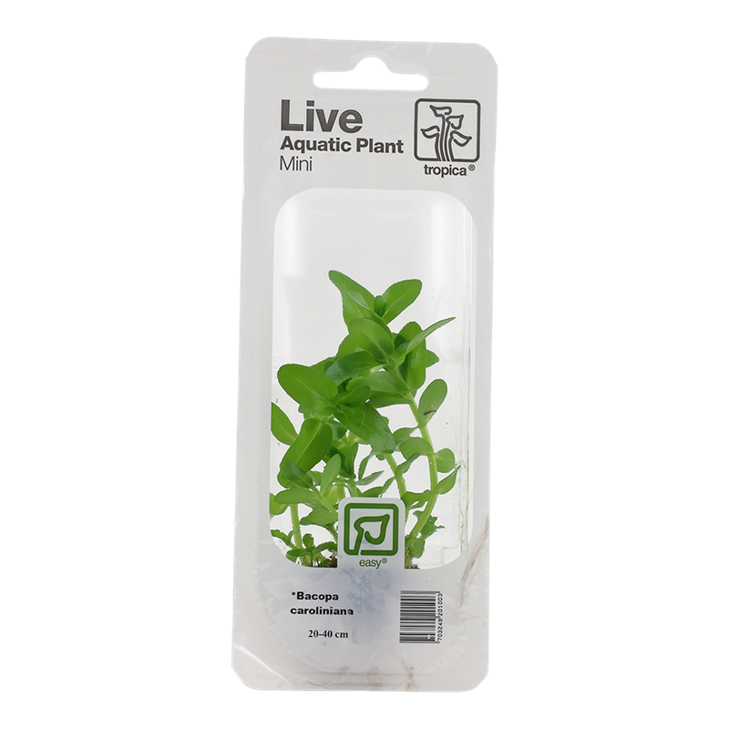 Tropica Bacopa caroliniana Mini Potted Aquarium Plant for planted aquarium
