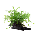 Tropica Bolbitis heudelotii Aquarium Plant on Wood for planted aquarium