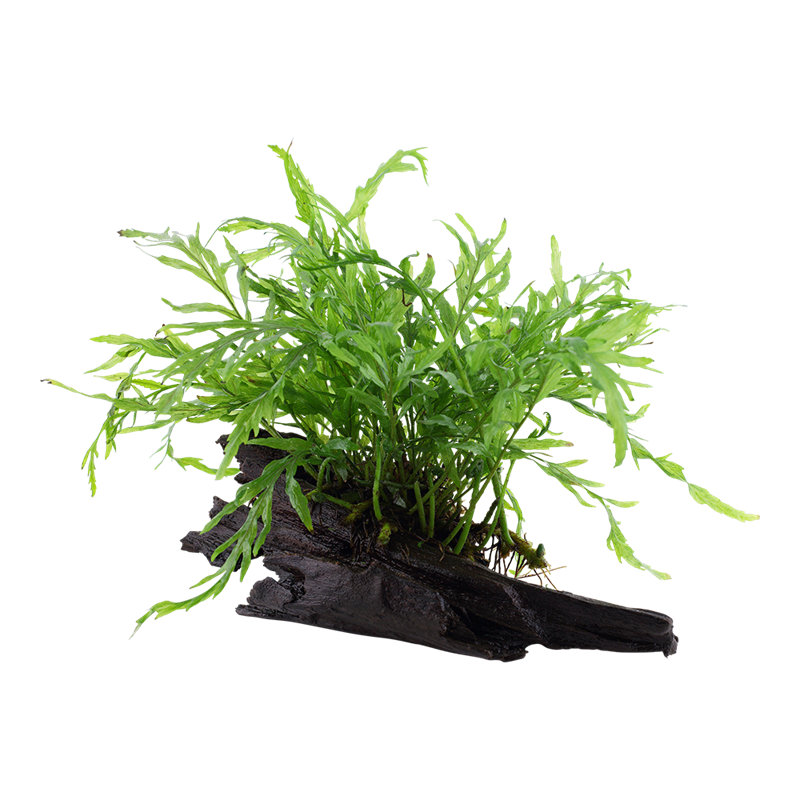 Tropica Bolbitis heudelotii Aquarium Plant on Wood for planted aquarium