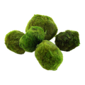 Tropica Aegagropila linnaei Moss Ball Pack for planted aquarium