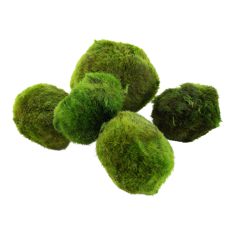Tropica Aegagropila linnaei Moss Ball Pack for planted aquarium