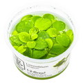 Tropica Limnobium laevigatum 1-2-Grow Tissue Culture for planted aquarium