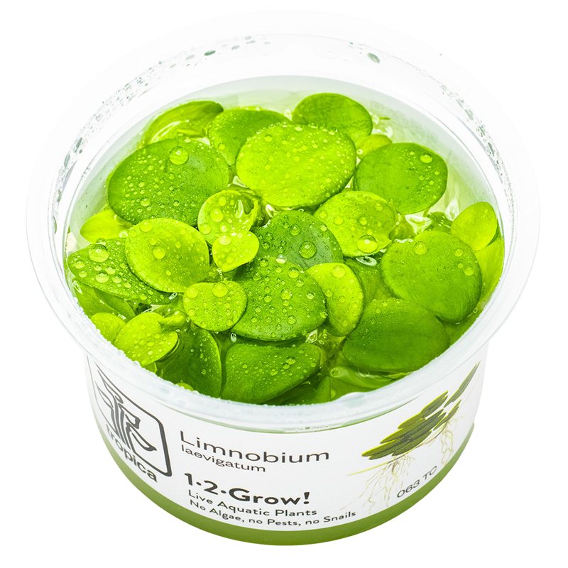Tropica Limnobium laevigatum 1-2-Grow Tissue Culture for planted aquarium