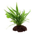 Tropica Microsorum pteropus Aquarium Plant on Rock for planted aquarium