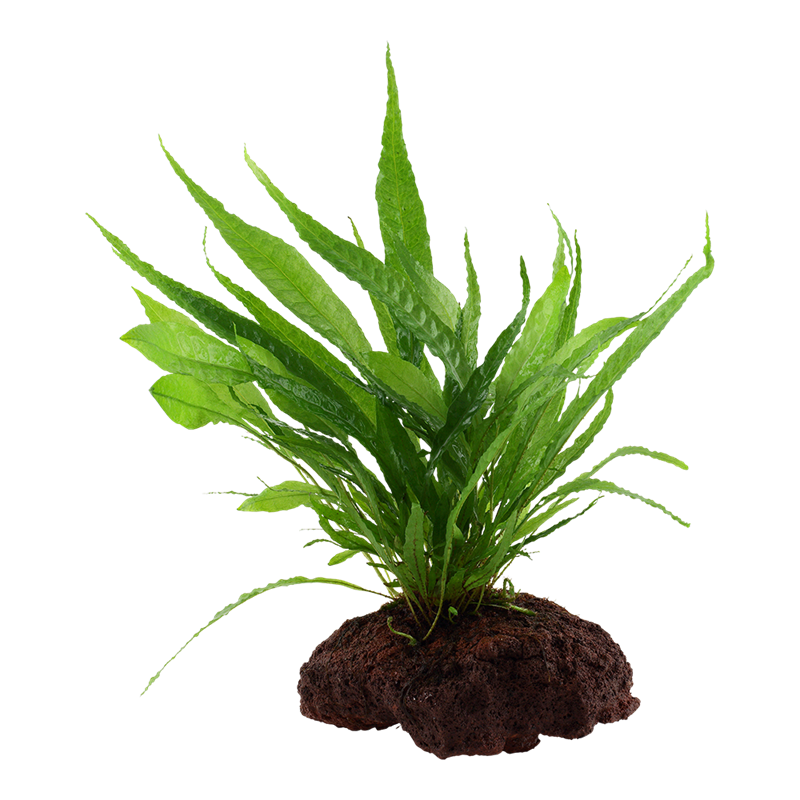 Tropica Microsorum pteropus Aquarium Plant on Rock for planted aquarium
