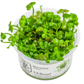 Tropica Marsilea hirsuta 1-2-Grow Tissue Culture for planted aquarium
