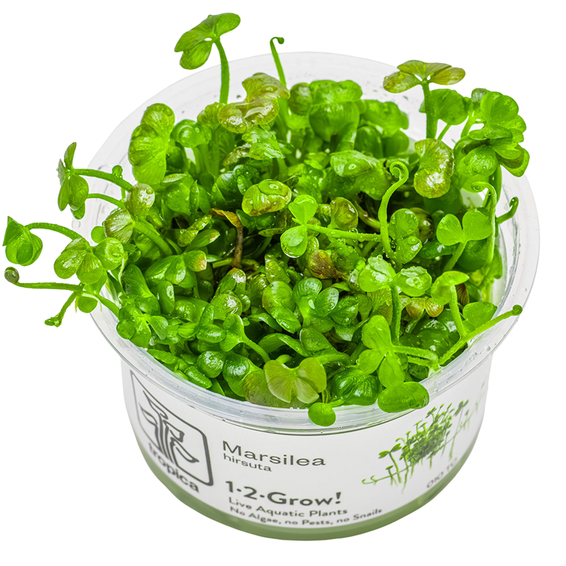 Tropica Marsilea hirsuta 1-2-Grow Tissue Culture for planted aquarium