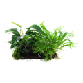 Tropica Microsorum - Anubias 'Duet' XL Aquarium Plant on Wood for planted aquarium
