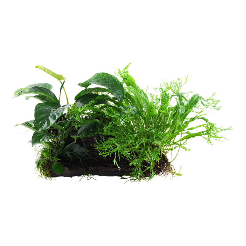 Tropica Microsorum - Anubias 'Duet' XL Aquarium Plant on Wood for planted aquarium