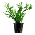 Tropica Microsorum pteropus 'Windeløv' Potted Aquarium Plant for planted aquarium