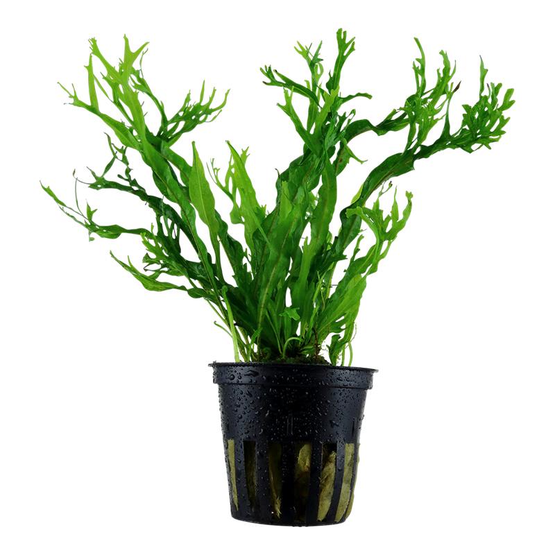 Tropica Microsorum pteropus 'Windeløv' Potted Aquarium Plant for planted aquarium