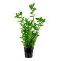 Tropica Bacopa caroliniana Potted Aquarium Plant for planted aquarium