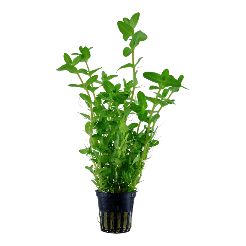 Tropica Bacopa caroliniana Potted Aquarium Plant for planted aquarium