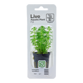 Tropica Limnophila sessiliflora Potted Aquarium Plant for planted aquarium