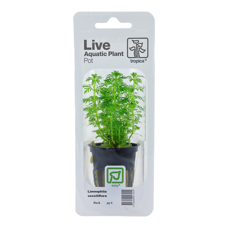 Tropica Limnophila sessiliflora Potted Aquarium Plant for planted aquarium