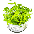 Tropica Heteranthera zosterifolia 1-2-Grow Tissue Culture for planted aquarium