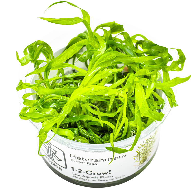 Tropica Heteranthera zosterifolia 1-2-Grow Tissue Culture for planted aquarium