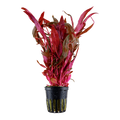 Tropica Alternanthera reineckii 'Pink' Potted Aquarium Plant for planted aquarium