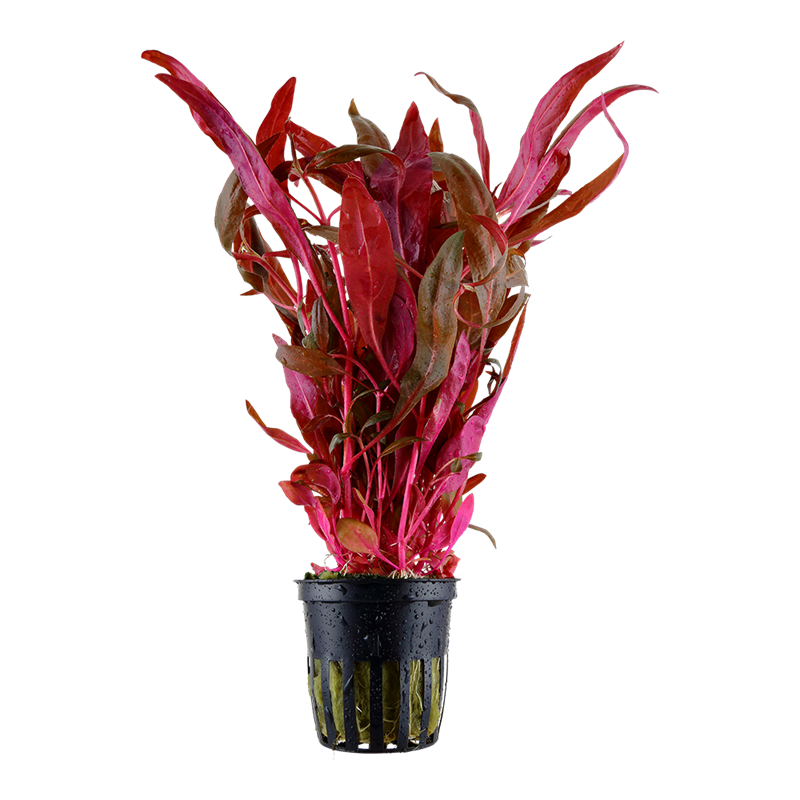 Tropica Alternanthera reineckii 'Pink' Potted Aquarium Plant for planted aquarium