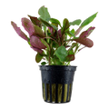 Tropica Lobelia cardinalis Potted Aquarium Plant for planted aquarium