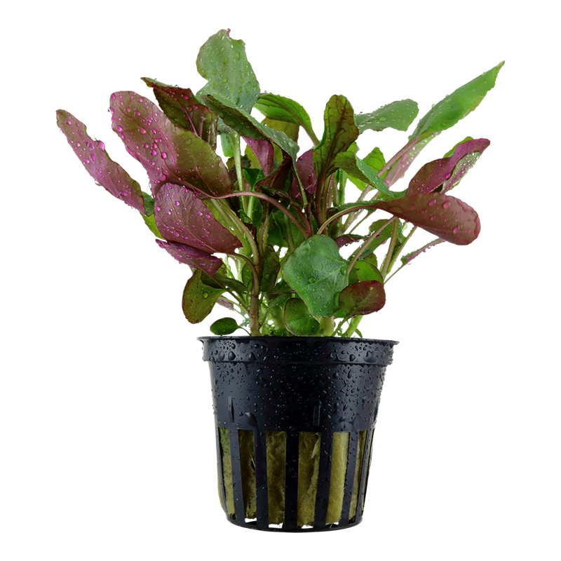 Tropica Lobelia cardinalis Potted Aquarium Plant for planted aquarium