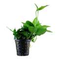 Tropica Anubias barteri var. nana 'Large' Potted Aquarium Plant for planted aquarium