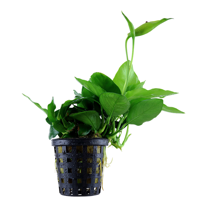 Tropica Anubias barteri var. nana 'Large' Potted Aquarium Plant for planted aquarium